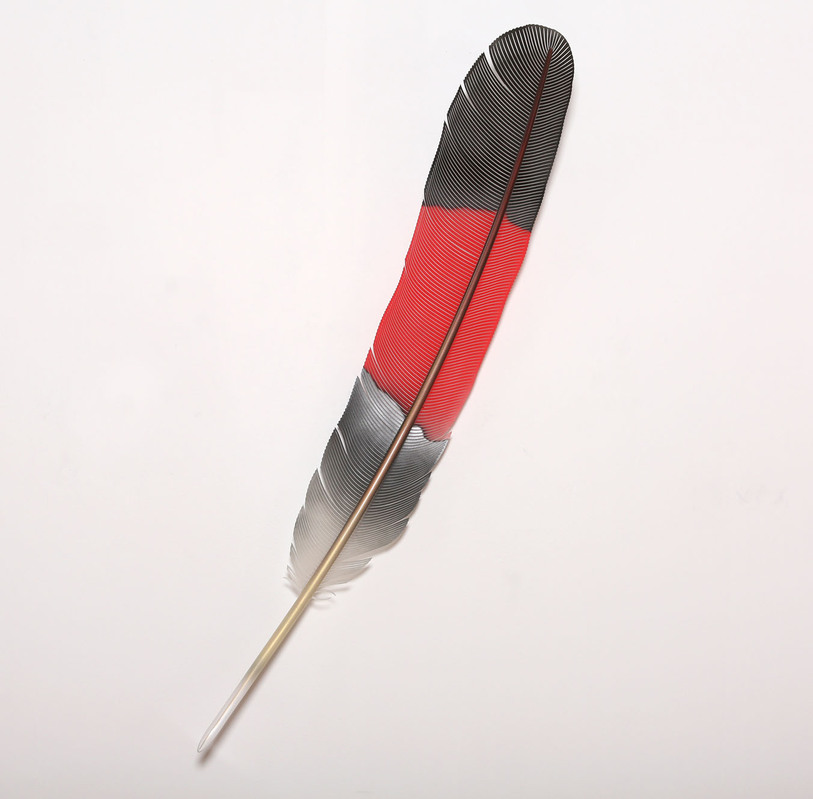 RedTail Black Cockatoo Feather by Neil Dawson