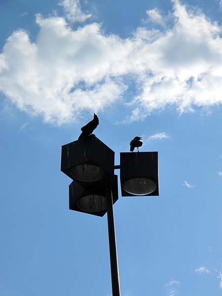Cerrillos Rd Crows
