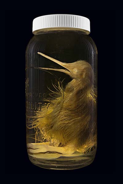 Apteryx australis / Tokoeka, Otago Museum, Dunedin, New Zealand #1, 2014