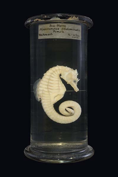 Hippocampus abdominalis / Kiore moana, Otago Museum, Dunedin, New Zealand #1, 2014