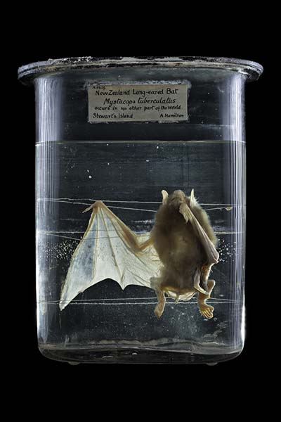 Mystacina tuberculata / Pekapeka, Otago Museum, Dunedin, New Zealand #1, 2014