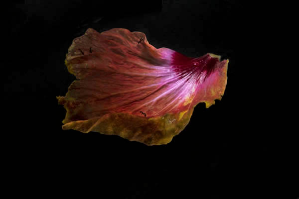 Ants on Hibiscus Petal, 2014