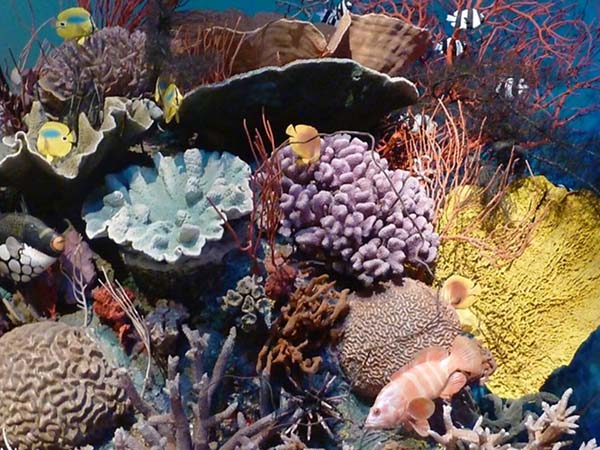 Coral Reef