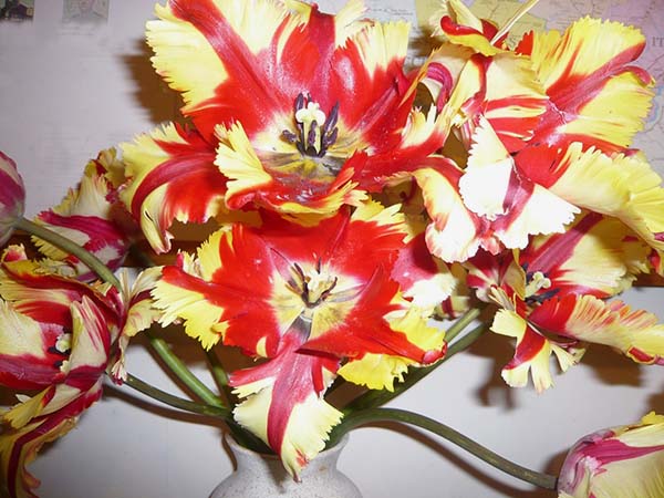 Tulips, Invercargill