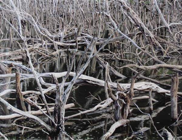 Drowned Forest, Kai Iwi