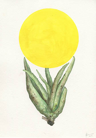 Aloe and Yellow